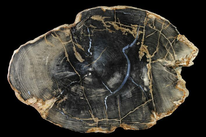Polished Petrified Wood Round - Sweethome, Oregon #144685
